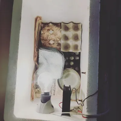 This is our homemade incubator, built to hatch chicken eggs right here in the classroom. The project was born from the children's passion, and they learned about temperature, humidity, and the delicate process of embryonic development.