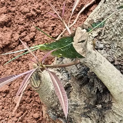A close-up macro shot showing new buds sprouting from a pruned branch. This is the first sign of life and a successful recovery after the stress of transplantation.