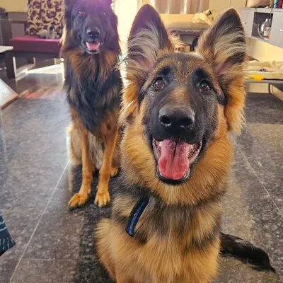 Two beautiful German Shepherds, Zoey and Duggu, relaxing in my living room. This is the reality of my home boarding. Dogs become part of the household, learning to coexist peacefully in a comfortable indoor setting.