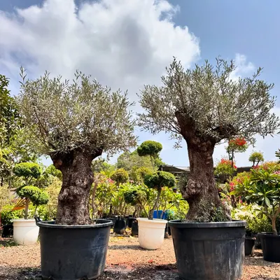 This imported European Olive Tree Bonsai is a masterpiece of nature and time. Its thick, gnarled trunk gives it a powerful presence, making it an ideal centerpiece for a luxury landscape or patio design.