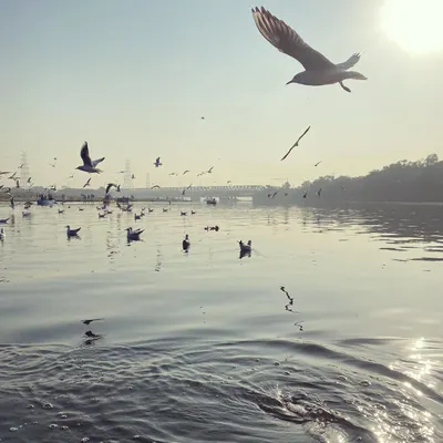 Seagulls take flight over the Yamuna River as the sun shines brightly. Our riverfront walk offers incredible opportunities for photography and peaceful reflection.