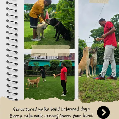 Structured walks are key to building a balanced dog and a strong bond. Here you can see me working with several dogs, teaching them calm leash manners and focus. This is a core part of our behavior-focused care.