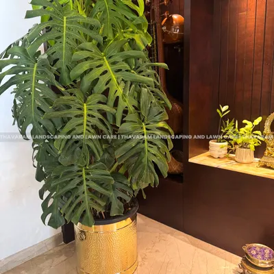 A full and healthy Monstera plant in a hammered gold planter makes a bold statement, perfectly complementing the home's sophisticated interior design and warm tones.