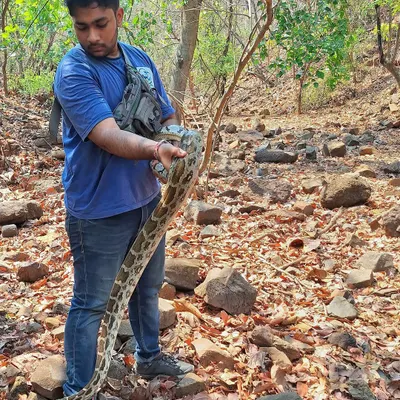 Holding an Indian Rock Python, a species I have a deep connection with. This image, featured in an article about my work, captures the essence of my journey, which started with rescuing snakes alongside my father.