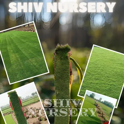 A collage showcasing the variety of my work and grass types. As one of India's leading suppliers, I offer premium turf for any project.