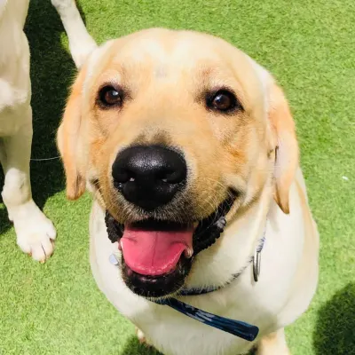 A happy, smiling Labrador. Their cheerful nature is contagious. We love having Labs in our pack.