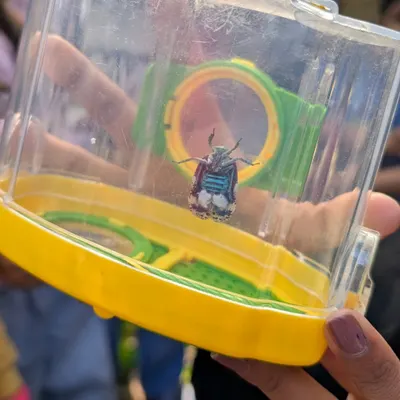 A beautiful jewel beetle, safely contained in a bug viewer for close observation. This allows kids to appreciate the intricate details and colors of insects without fear.