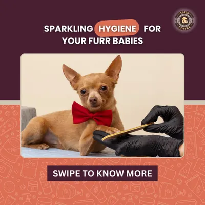 Sparkling hygiene is key to a happy pet. This guide covers the essentials of keeping your fur babies clean and healthy.