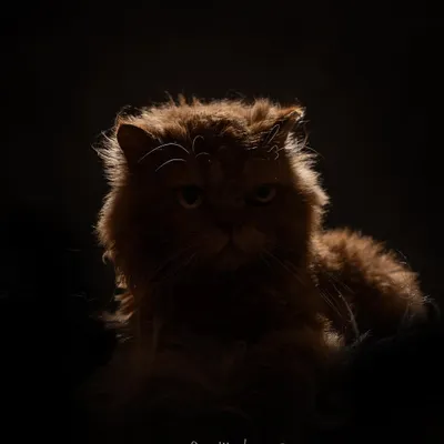 A moody, rim-lit portrait of a fluffy Persian cat. This dramatic lighting creates a sense of mystery and highlights the beautiful texture of his fur.