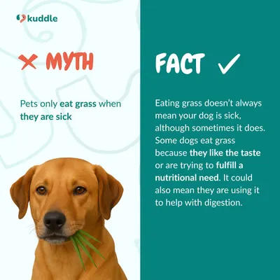 Myth: Dogs only eat grass when they're sick. Fact: While it can be a sign of an upset stomach, dogs also eat grass because they like the taste or are fulfilling a nutritional need. This graphic separates pet fact from fiction.