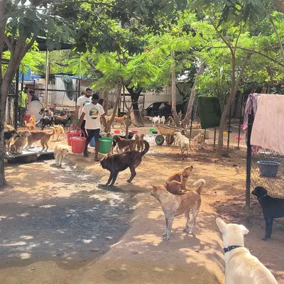Mealtime is the happiest time of day. Here, our caregivers distribute fresh food to hundreds of eager dogs in one of our many enclosures. This scene repeats itself across our 7-acre sanctuary twice a day.