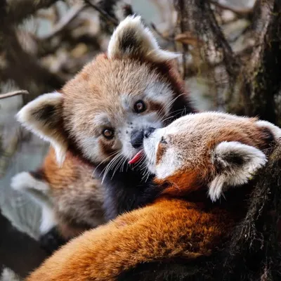 A tender moment between two Red Pandas in Singalila National Park. These gentle creatures are endangered, and capturing such an intimate interaction is a rare privilege that I hope inspires conservation action.