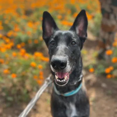 Meet Raja, a Belgian Malinois who came to us for severe aggression issues. This happy face is the result of intensive training and building a new foundation of trust and calm behavior.