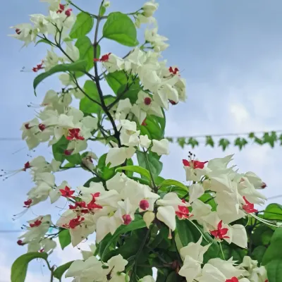 The Bleeding Heart vine is one of my favorites. Its unique red and white flowers look stunning, and I can show you how to get it to bloom profusely.