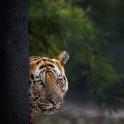 A classic peek-a-boo moment with a tiger in Bandhavgarh. Using the tree as a natural frame adds depth and a sense of mystery to the portrait.