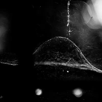 "UFO outside my window." This black and white image of a tent spider and its egg sac was nominated at the BW Spider Awards. I was fascinated by its architectural skill, creating a perfectly balanced structure in thin air, a marvel of natural engineering.
