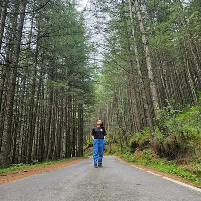 A quiet road cutting through a forest of towering pine trees. These are the kinds of roads you will travel on to get here, and every turn has a new view.