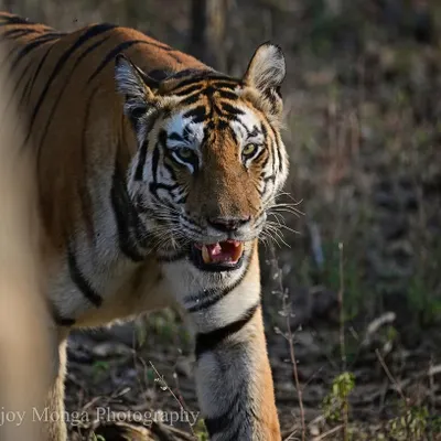 A tiger peers from behind a tree, its gaze direct and intense. In these fleeting moments, you feel the true presence of the apex predator of the Indian jungle, a master of its domain.