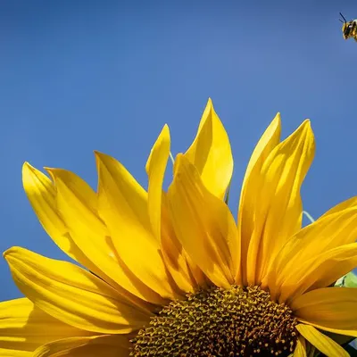 A bee captured in mid-air as it approaches a vibrant sunflower against a brilliant blue sky. This action macro shot freezes a moment of anticipation and highlights the bee's determined flight path.