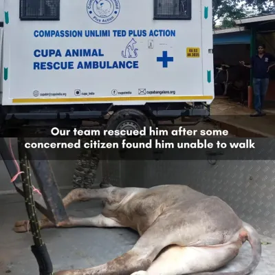 The rescue begins with a call from a concerned citizen and our dedicated ambulance team. This is the first step in bringing an injured animal like Manohar from the street into our care.