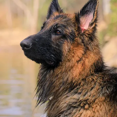 Noble, majestic, and completely in his element. This portrait of Simba, a stunning German Shepherd, was taken during his first real exploration of water. We aim to capture the unique personality and strength of each pet in our soulful portrait sessions.