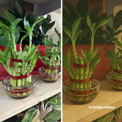 I had some fun imagining my plants in the magical Ghibli art style. Here's a real photo of my lucky bamboo next to its animated version. It's amazing how plants can inspire art.