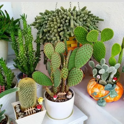 A beautiful arrangement of different cacti and succulents, including a Bunny Ear Cactus (Opuntia microdasys). This shows how you can create a mini desert garden.