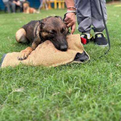 Genetics are everything. This Belgian Malinois puppy, one of three littermates, already shows a full, confident grip on a bite pillow. This is the quality I charge for, not nonsense.