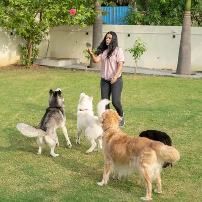 A game of fetch with the whole gang! Our spacious lawn gives everyone enough room to run and jump for the ball. It's the best way for them to burn off energy and have fun together.