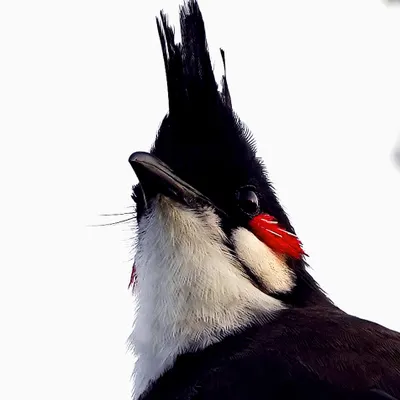A dramatic, low-angle portrait of a Red-whiskered Bulbul. This shot highlights its punk-rock crest and the signature red patch on its cheek, giving it a bold and confident look.