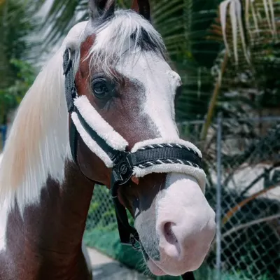 A stunning close up of our new Kathiawari stallion. His unique paint markings and intelligent eyes make him a real head turner.