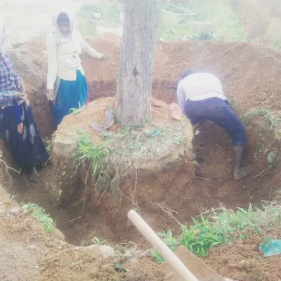 It all starts with the soil. Our team carefully digs around the tree, creating a large, stable root ball. This manual effort is critical for successful root ball preservation.