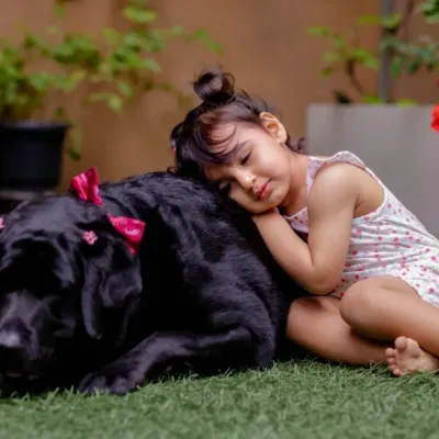 A sleepy cuddle between a little girl and her gentle black lab. This heartwarming photo shows the beautiful, trusting bond between a child and her pet.