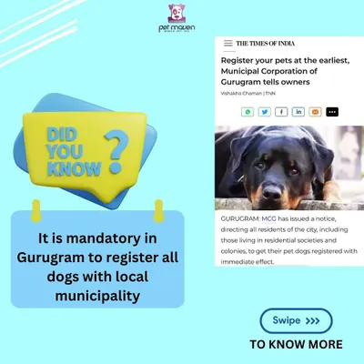 As reported by major news outlets, the MCG has mandated the registration of all pet dogs. Our service ensures you can easily comply with this official directive from the comfort of your home.
