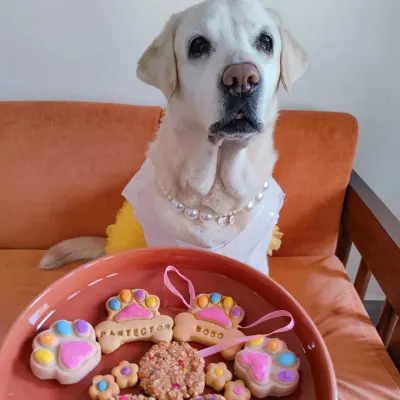 This beautiful baby is showing off her special Rakhi treats. I make these colorful, paw-shaped biscuits and even an edible Rakhi so your dog can be part of the Raksha Bandhan celebration right alongside you.