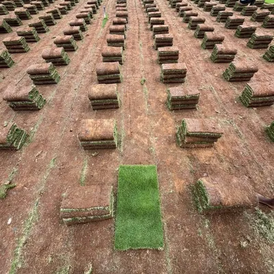 This is how a large-scale lawn installation begins. Rolls of pure Mexican grass are laid out in precise rows on prepared red soil, ready to be rolled out.