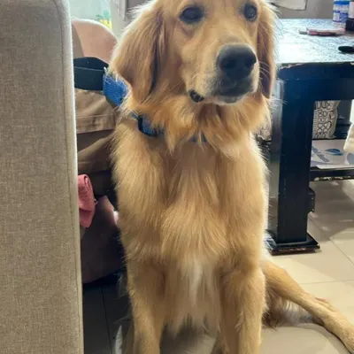 This handsome Golden Retriever was found near Seegahalli, Bangalore. He is about one year old, healthy, and extremely friendly. He deserves a family that will cherish him forever.