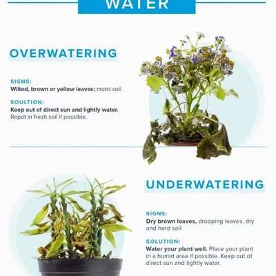Understanding your plant's water needs is crucial. This guide helps you identify the signs of overwatering, such as yellowing leaves, and underwatering, like drooping leaves, and provides clear solutions to revive your plant.