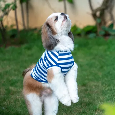 Capturing Cookie the Shih Tzu as he stands up on his hind legs, looking up for a treat. This action shot is a great example of how we capture your pet's cute tricks and playful energy.