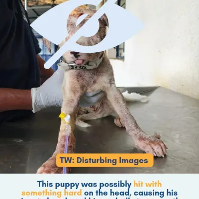 This puppy was brought to our trauma center after being hit so hard on the head that his jaw broke and his eyeballs popped out. This is a trigger warning for the graphic nature of his injuries.