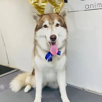 This happy Husky is groomed and ready for a holly jolly Christmas, complete with festive reindeer antlers.
