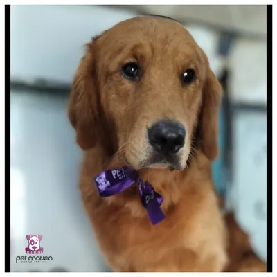This Golden Retriever is looking paws-itively regal with his new purple bow after a full grooming session. We make sure every pet leaves feeling like royalty.