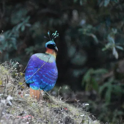 The magnificent Himalayan Monal, seen from behind, shows off its deep blue and purple iridescent feathers against the backdrop of the mountain forest. This was a highlight of our trip to Chopta.