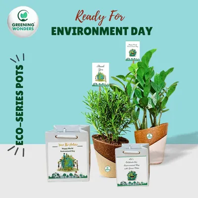 A beautiful set of eco-friendly plant gifts, featuring Rosemary and ZZ plants, prepared for World Environment Day.