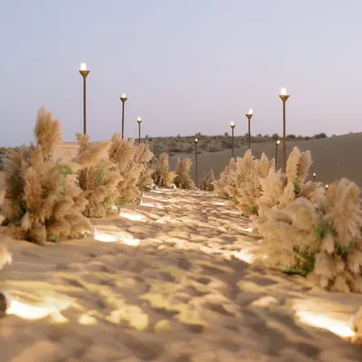 The pathway to a party in the middle of the Thar desert. We lined the sandy entrance with pampas grass and soft lighting, creating a magical walkway that led guests to an unforgettable welcome dinner under the stars.