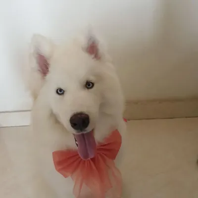 Here's Romeo the husky, looking dapper after graduating. His journey from reactivity to resilience shows that even deep-rooted behaviors can be managed with a consistent, positive protocol.