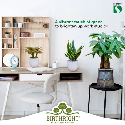 A vibrant touch of green can completely brighten up a work studio or home office. I help select low-maintenance plants like Snake Plants and Money Trees that thrive indoors and boost productivity.