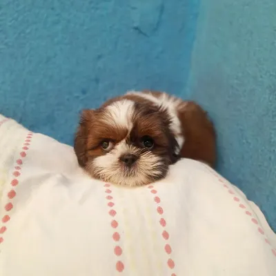 Meet little Nandu from our Puppy Unit. Boarding very young pups requires constant attention. We provide round the clock care with frequent feedings, a spotless environment, and gentle handling to make sure they feel secure while their family is away.
