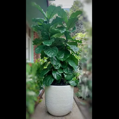 The Fiddle-leaf Fig is one of the most sought-after indoor trees. Its large, violin-shaped leaves make a dramatic statement. We can help you find the perfect one and pair it with a stylish planter.
