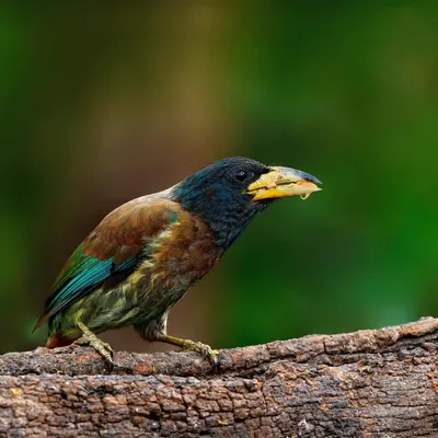 A Great Barbet perched on a thick, gnarled tree branch. The vibrant green and blue of its plumage stand out against the soft, out-of-focus green foliage of the forest behind it.